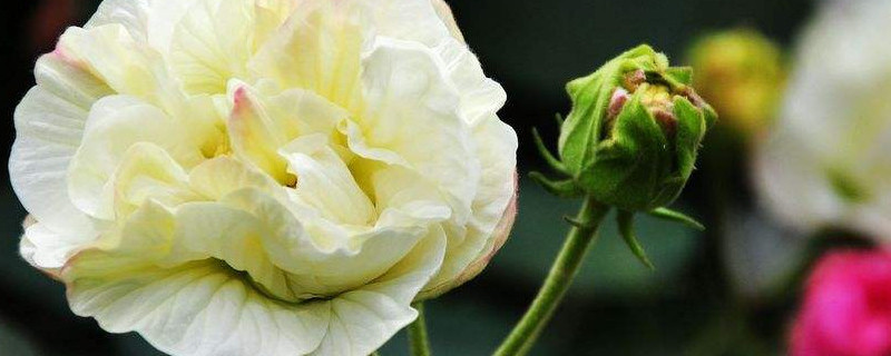 芙蓉花长在水里吗