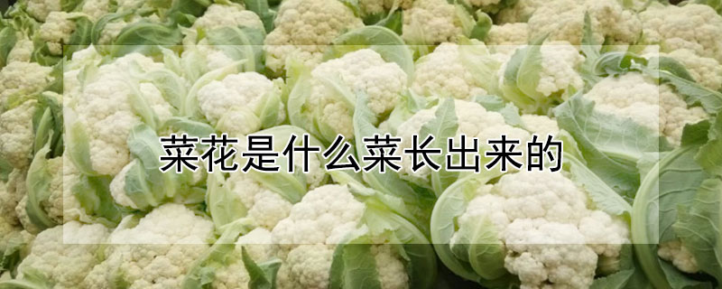 菜花是什么菜长出来的 发财农业网