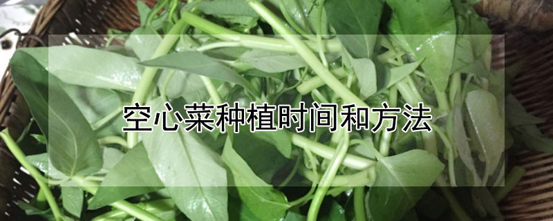 空心菜种植时间和方法