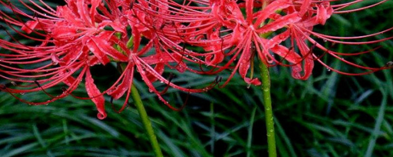 彼岸花怎样种植才开花