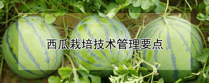 西瓜栽培技术管理要点