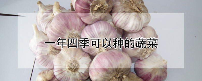 一年四季可以种的蔬菜