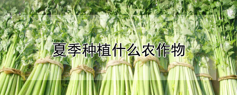 夏季种植什么农作物