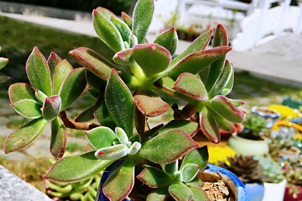 肉肉植物冬天怕冷吗