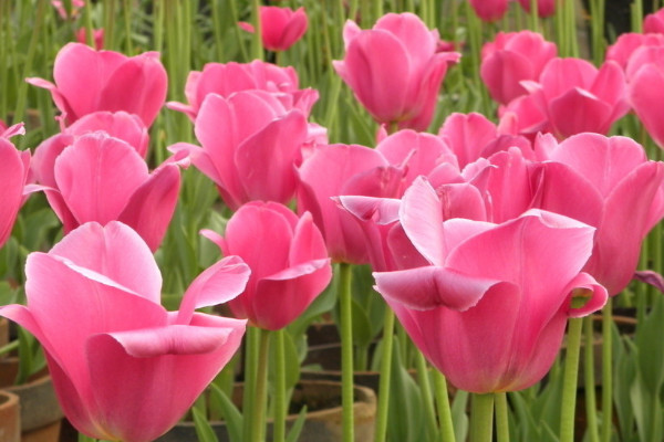 郁金香春节开花怎么种植