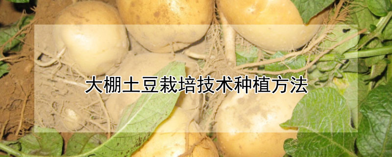 大棚土豆栽培技术种植方法