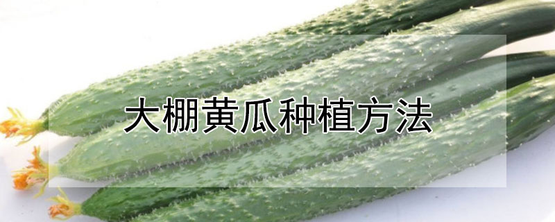 大棚黄瓜种植方法