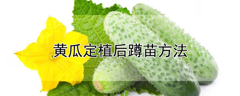 黄瓜定植后蹲苗方法