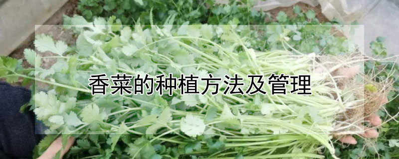 香菜的种植方法及管理