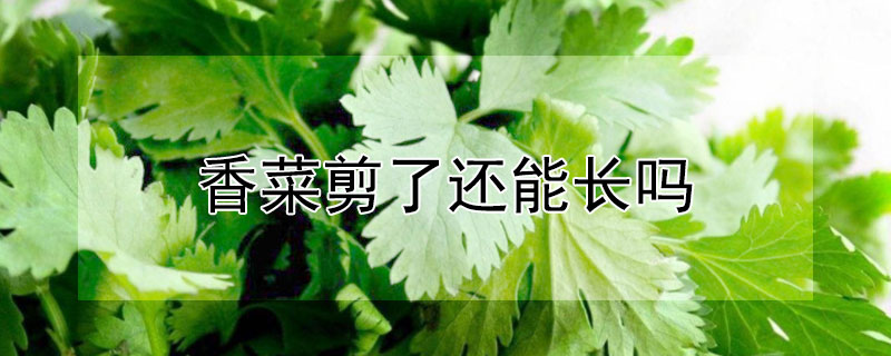 香菜剪了还能长吗