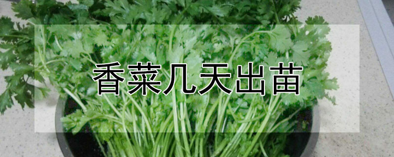 香菜几天出苗