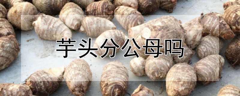 芋头分公母吗 发财农业网