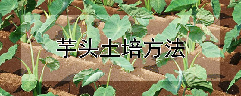 芋头土培方法