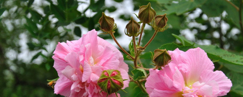 芙蓉花根部是露在花盆外的吗