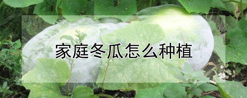 家庭冬瓜怎么种植