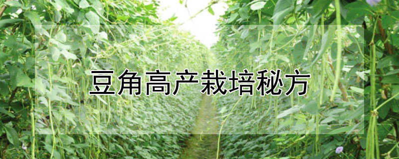 豆角高产栽培秘方