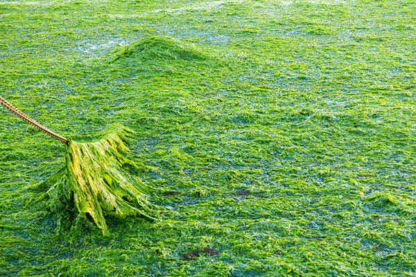 绿藻对水质的影响