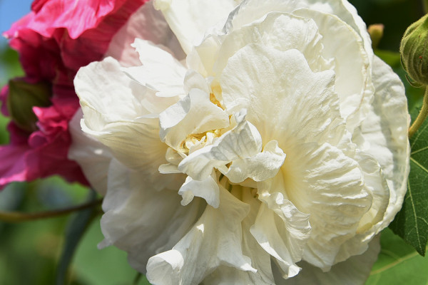 芙蓉花水生根多久能移盆里