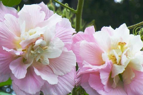 芙蓉花水生根多久能移盆里