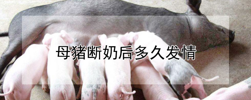 母猪断奶后多久发情