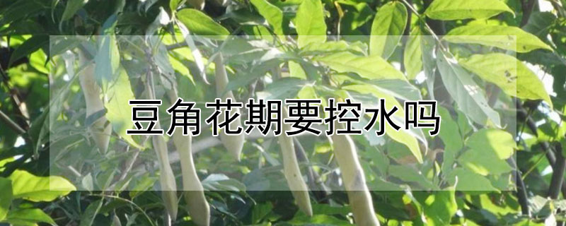 豆角花期要控水吗