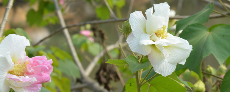 芙蓉花叶子长斑是怎么回事