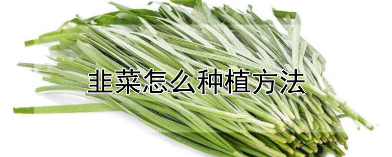 韭菜怎么种植方法