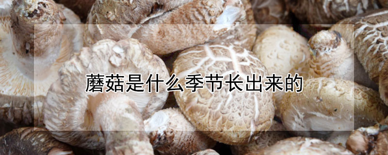 蘑菇是什么季节长出来的