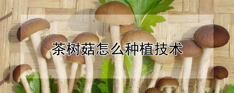 茶树菇怎么种植技术