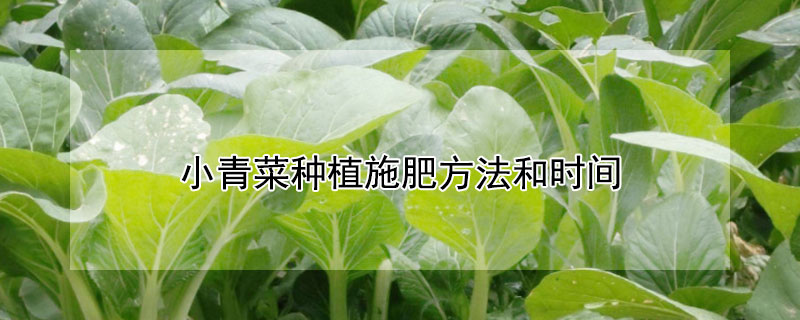 小青菜种植施肥方法和时间