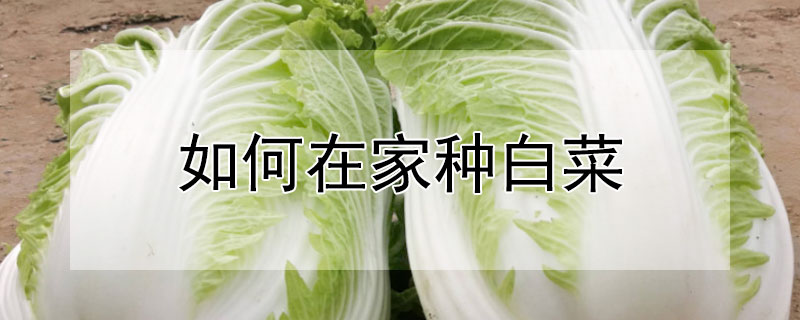 如何在家种白菜