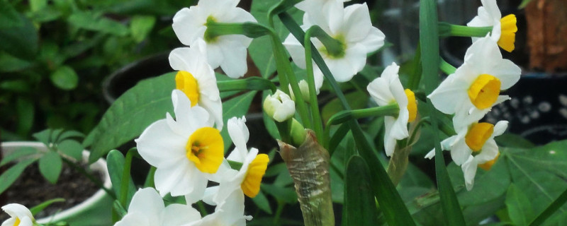 土培水仙花第二年能复花吗