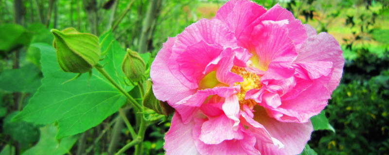 芙蓉花花开好后怎么修剪