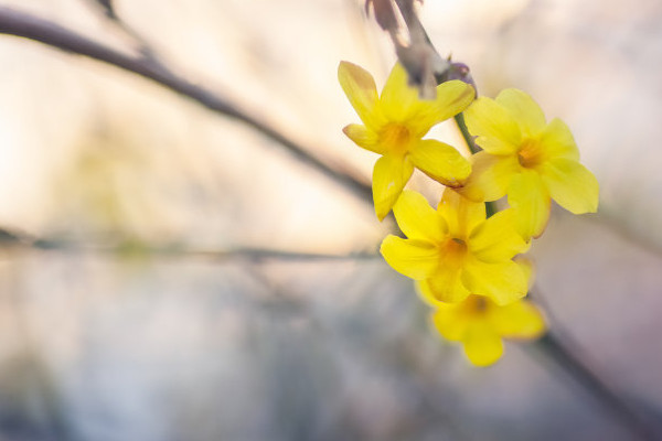 迎春花冬天能换盆吗