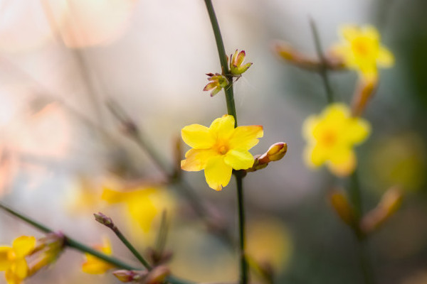 迎春花修剪诀窍