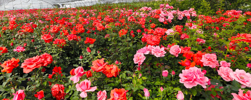 月季花怎么修剪