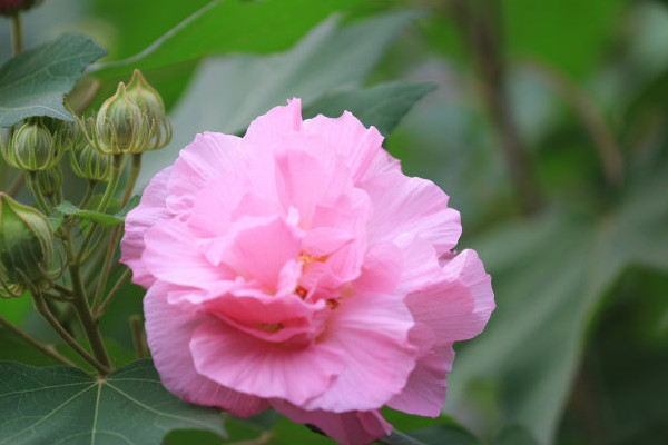 芙蓉花养在室内有毒吗