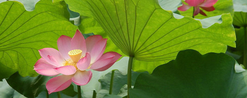 荷花没有水多久会死