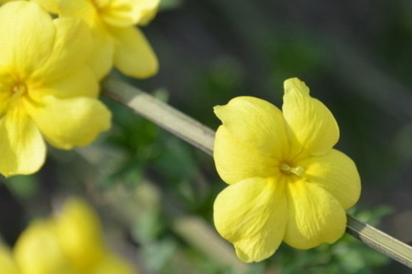 迎春花盆栽冬天怎么养怕冻吗