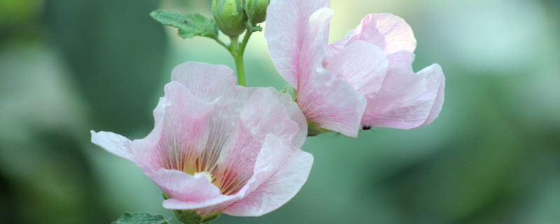 芙蓉花叶子卷边是什么原因