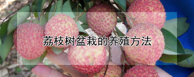 荔枝树盆栽的养殖方法