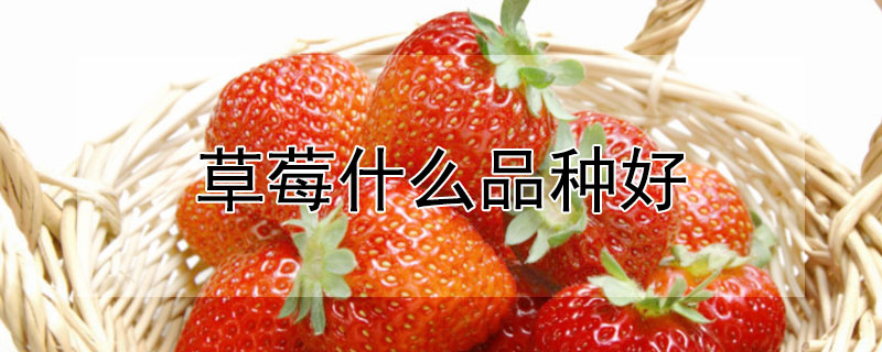 草莓什么品种好