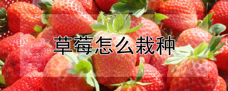 草莓怎么栽种 —【发财农业网】