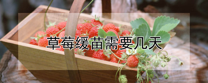 草莓缓苗需要几天 —【发财农业网】 