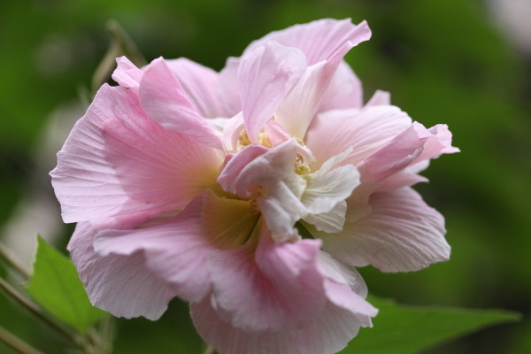 芙蓉花喜欢酸性土还是碱性土