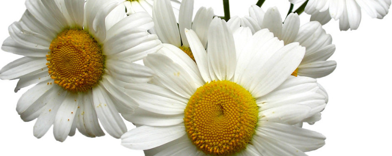 菊花如何修剪
