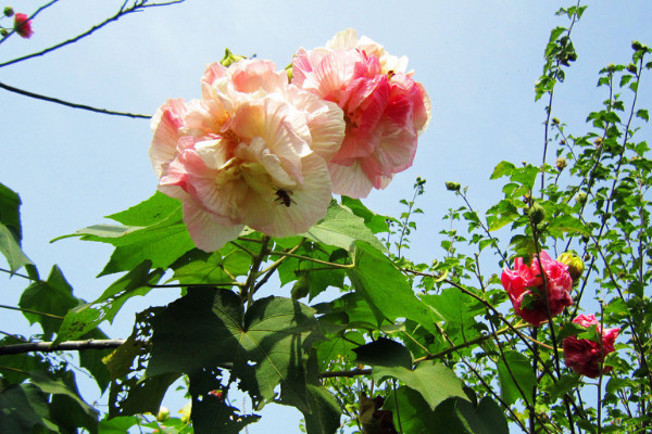 芙蓉花根断了能移植活吗