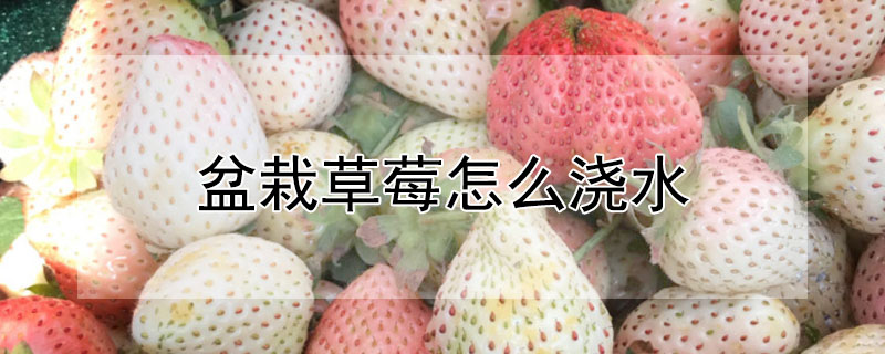 盆栽草莓怎么浇水