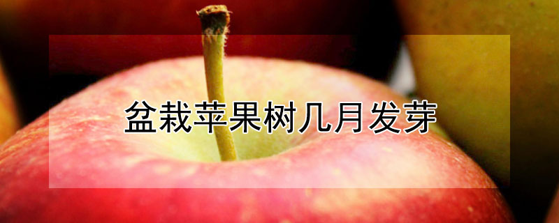 盆栽苹果树几月发芽