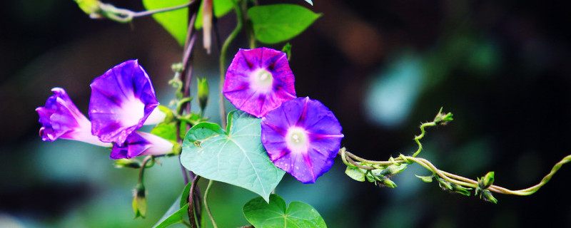 牵牛花种子能保存多久